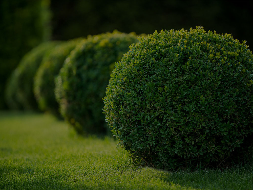Montreal Landscaping