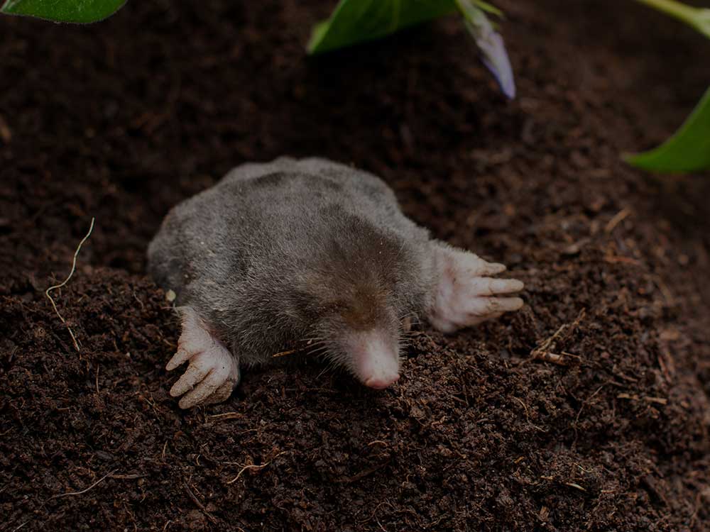 Ottawa Lawn Pest Control
