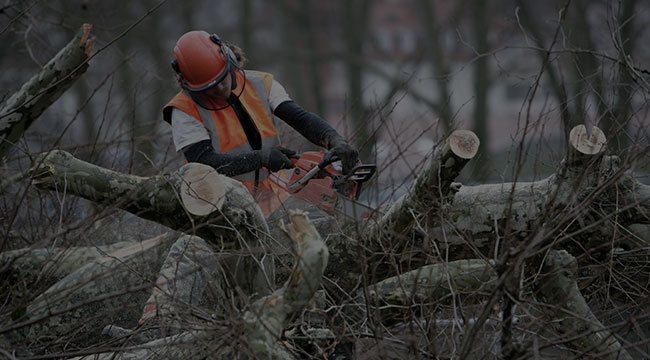 Toronto Tree Service