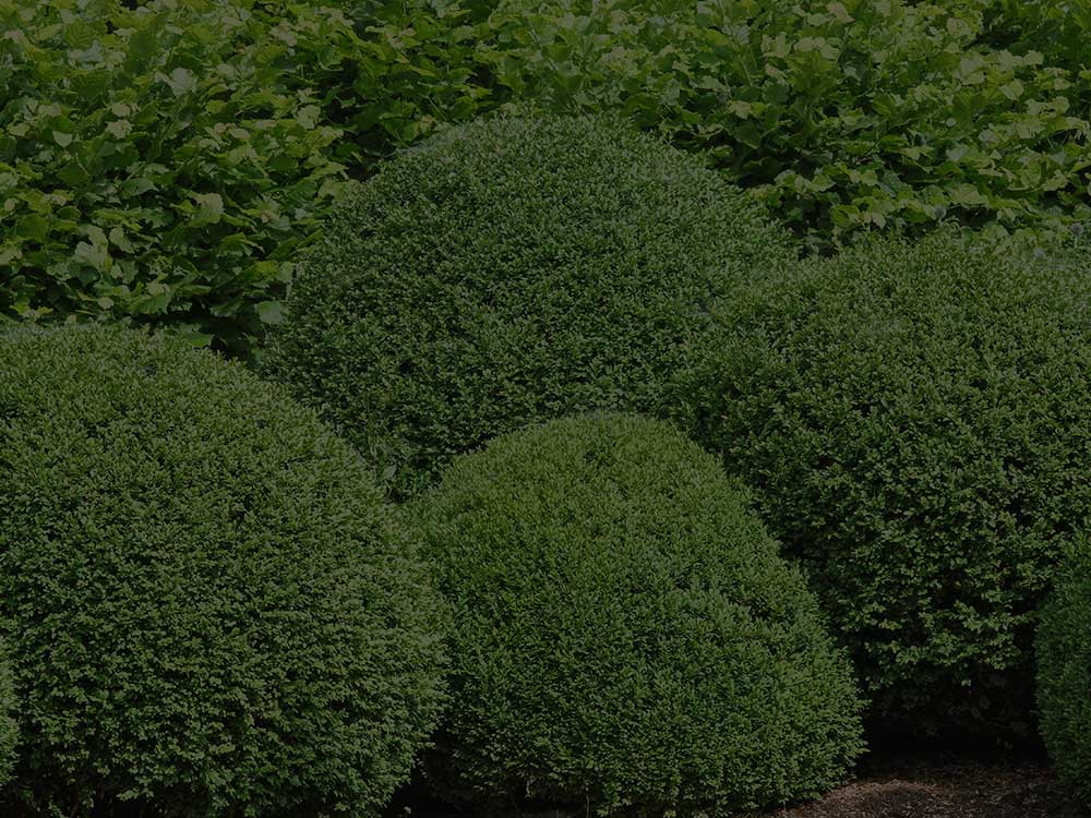 Ottawa Shrubs and Hedges