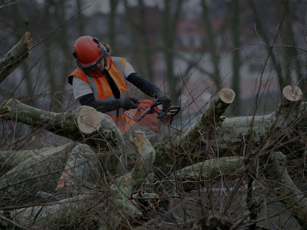 Ottawa Tree Removal