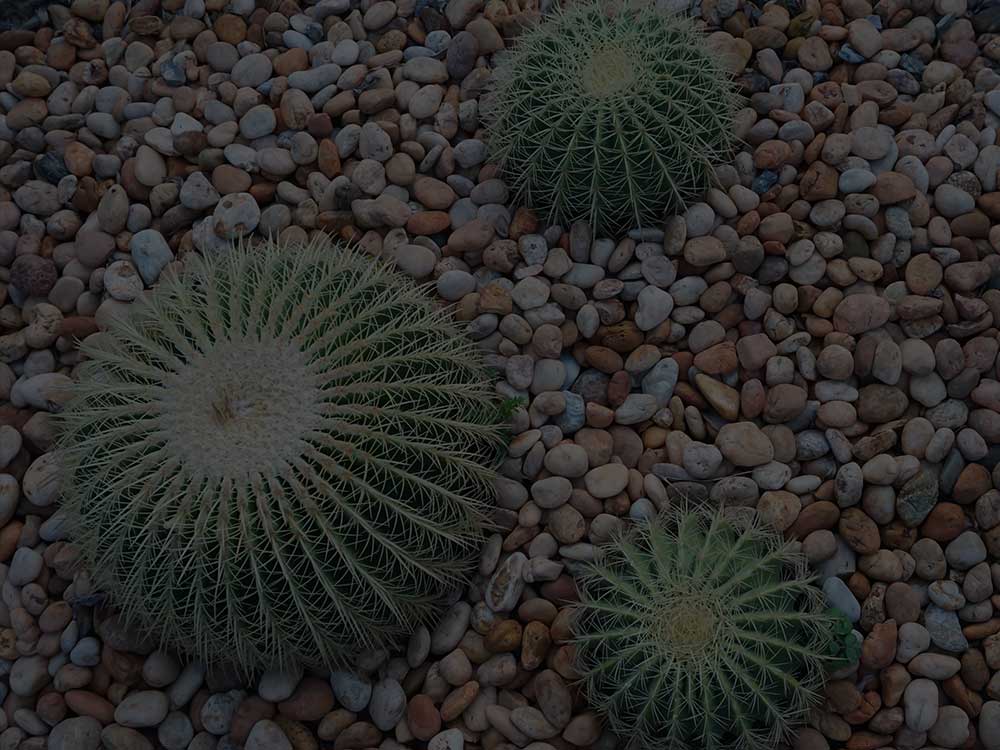 Ottawa Xeriscaping